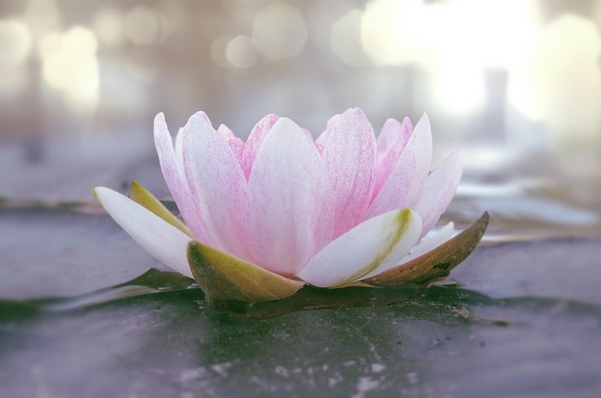 lotus Meditations Workshop